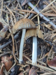 Coprinellus angulatus