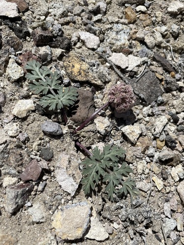 Image of Cymopterus globosus by (c) Matt Berger, some rights reserved (CC BY)