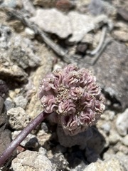Cymopterus globosus