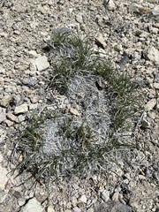 Blepharidachne kingii