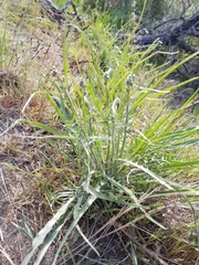 Crepis atribarba