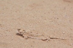 Phrynosoma goodei