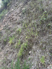 Collinsia multicolor