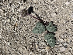 Cymopterus globosus