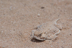 Phrynosoma goodei