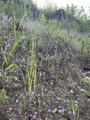 Collinsia multicolor