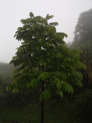 Bretschneidera sinensis