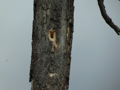Dryocopus