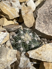 Sclerocactus nyensis