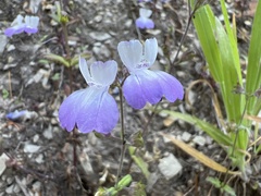 Collinsia multicolor