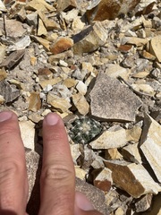Sclerocactus nyensis