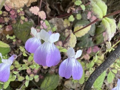 Collinsia multicolor
