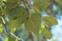 Populus guzmanantlensis