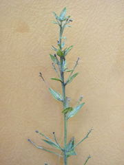 Ditaxis simulans