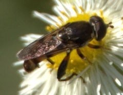 Tropidia albistylum