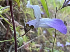 Collinsia multicolor