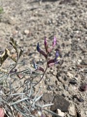 Astragalus casei