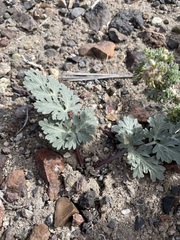 Cymopterus globosus