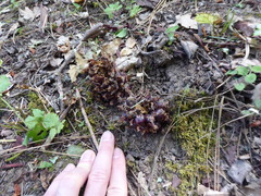 Kopsiopsis strobilacea