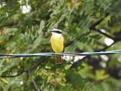 Pitangus sulphuratus