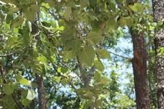 Populus guzmanantlensis