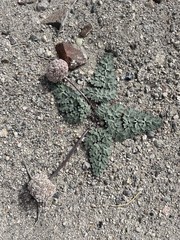 Cymopterus globosus