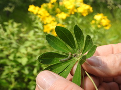 Anacampsis lupinella