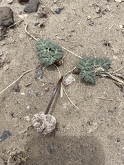 Cymopterus globosus