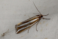 Hednota bivittella