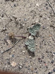Cymopterus globosus