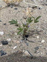 Lupinus pusillus intermontanus