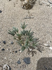 Lupinus pusillus intermontanus
