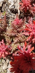 Pedicularis densiflora