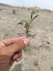 Lupinus pusillus intermontanus