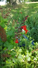 Salvia coccinea