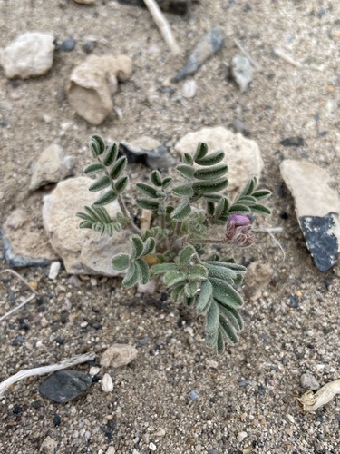Image of Gravel milkvetch by (c) Matt Berger, some rights reserved (CC BY)
