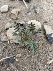 Astragalus sabulonum
