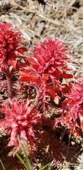 Pedicularis densiflora