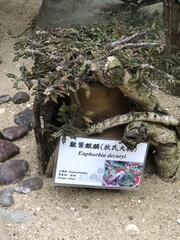 Euphorbia decaryi