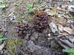 Kopsiopsis strobilacea