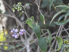 Solanum dulcamaroides