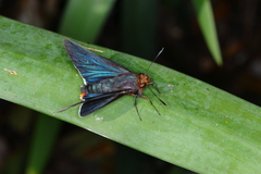 Thracides cleanthes