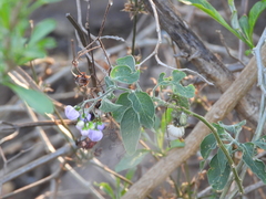 Solanum dulcamaroides
