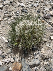 Blepharidachne kingii