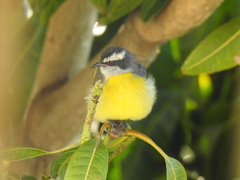 Coereba flaveola