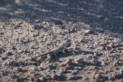 Callisaurus draconoides ventralis