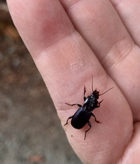 Pterostichus amethystinus