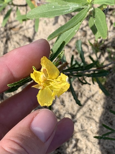 Oenothera grandis iNat (1)