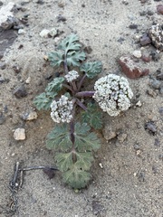 Cymopterus corrugatus