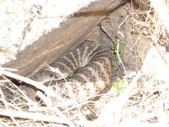 Crotalus tigris